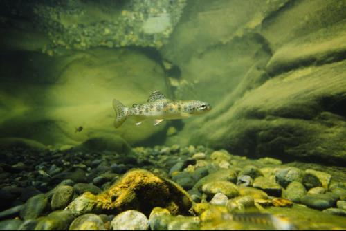 Supporting Wild Pacific Salmon in BC | YVR